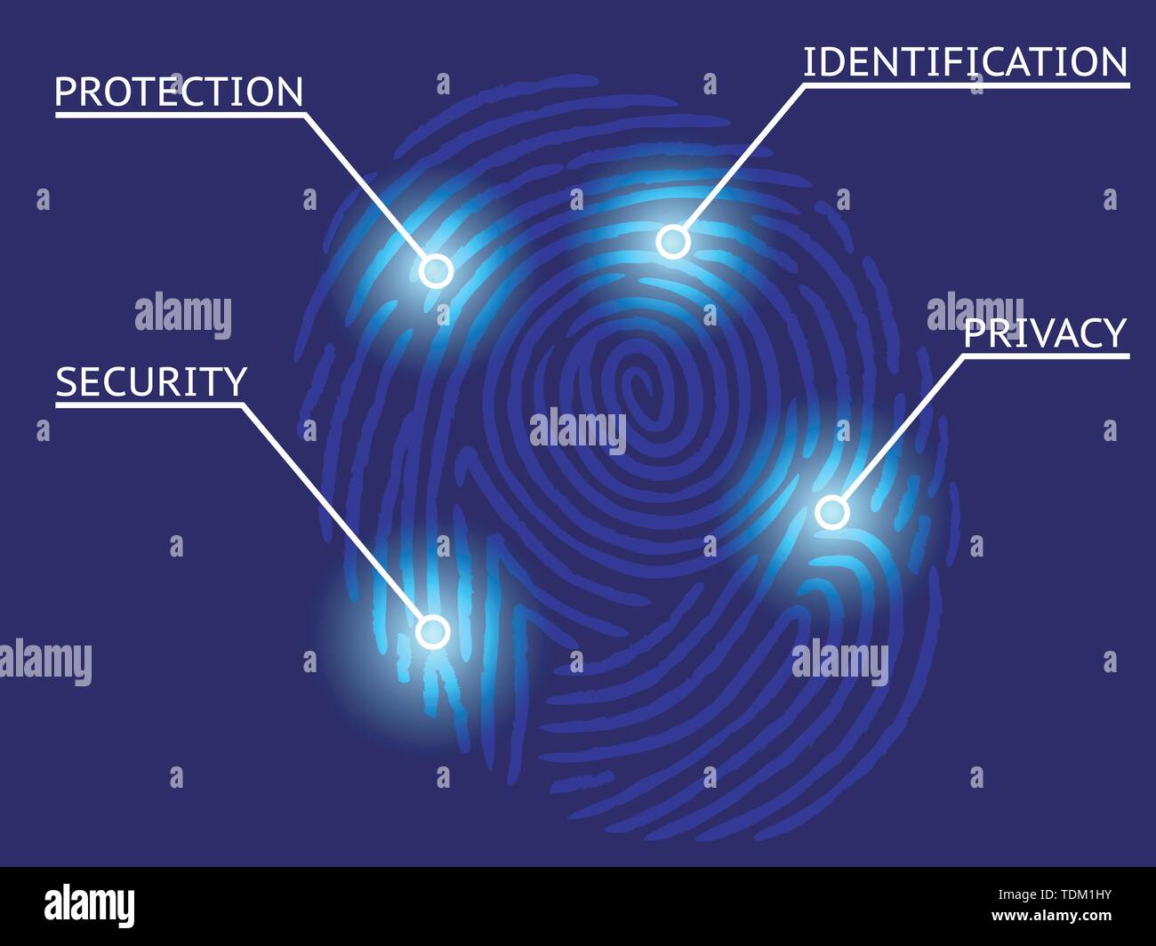 Fingerprint Identification with Whorls - Security and privacy concept Stock Vector