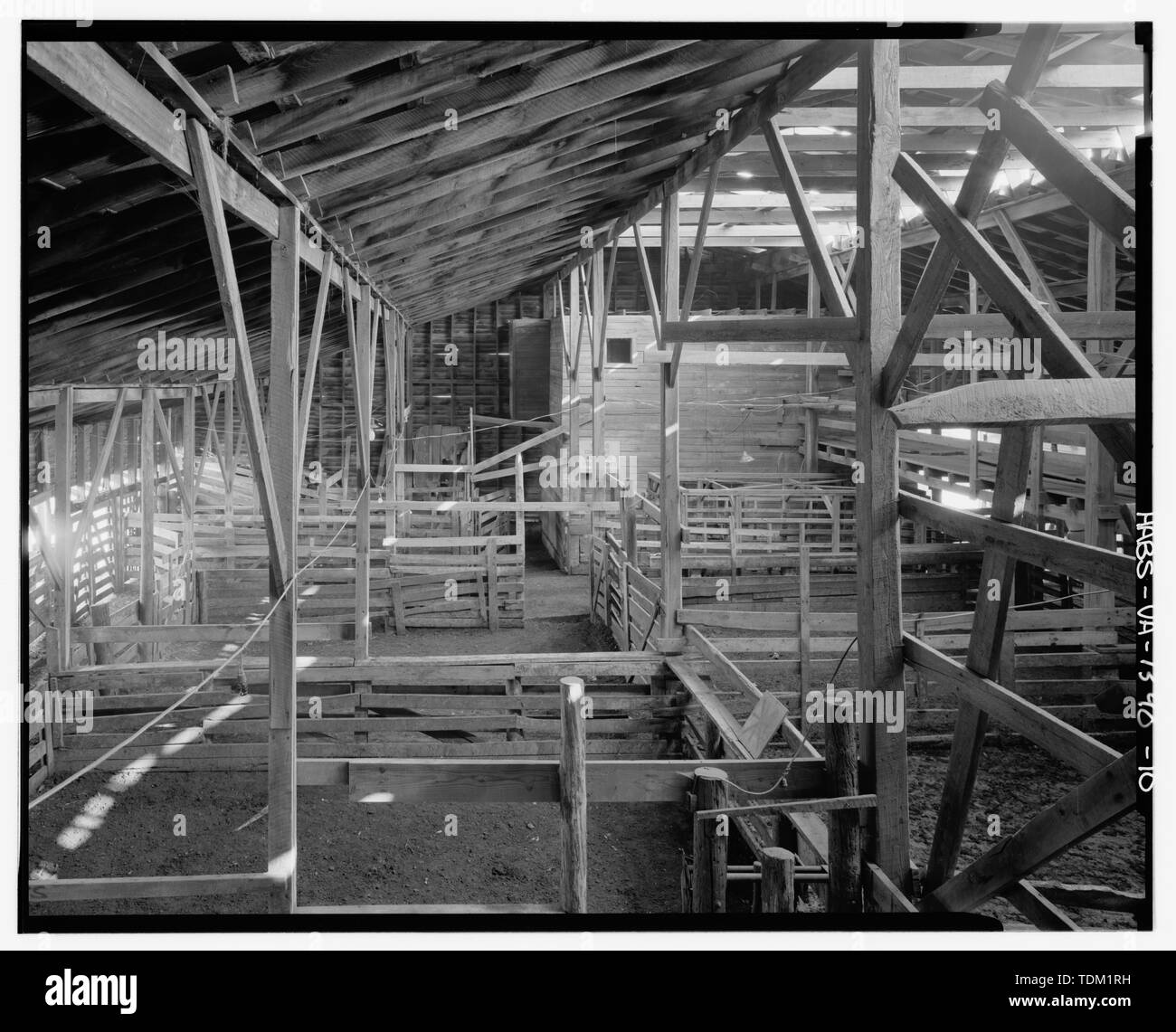 Livestock market Black and White Stock Photos & Images Alamy