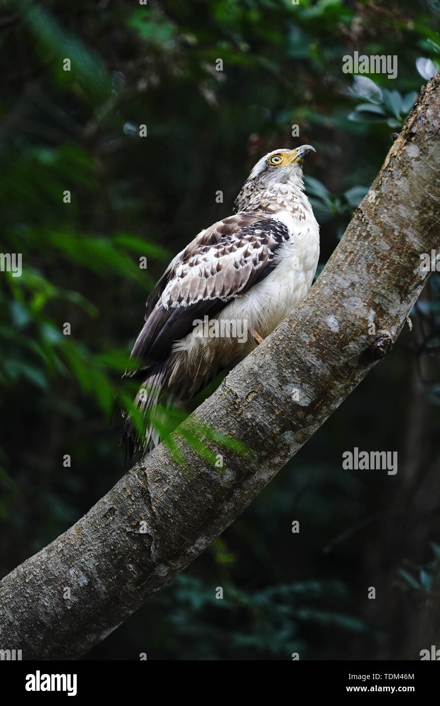 Crested serpent eagle Stock Photo - Alamy