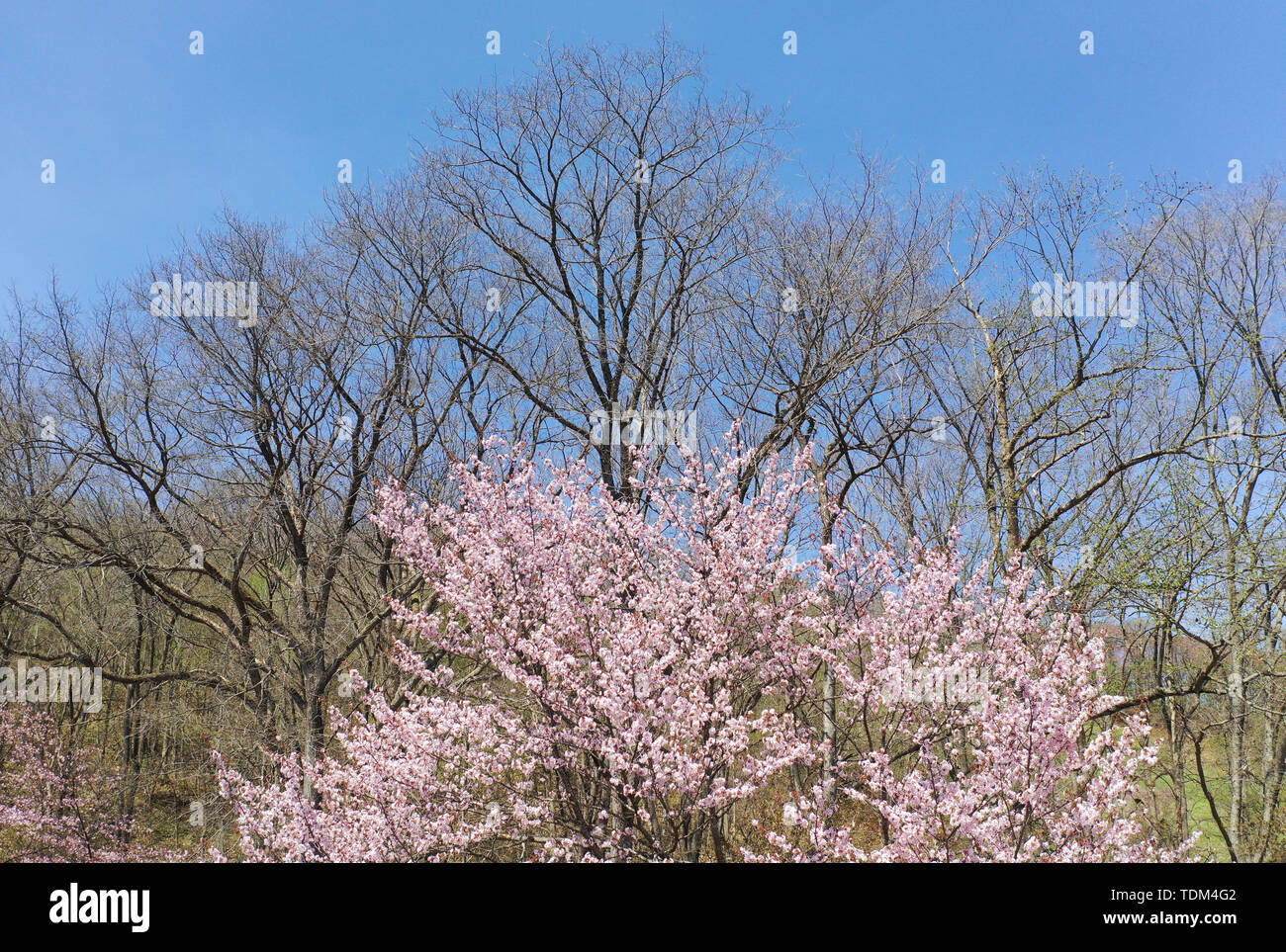 Cherry Blossoms in Hokkaido, Japan Stock Photo - Alamy