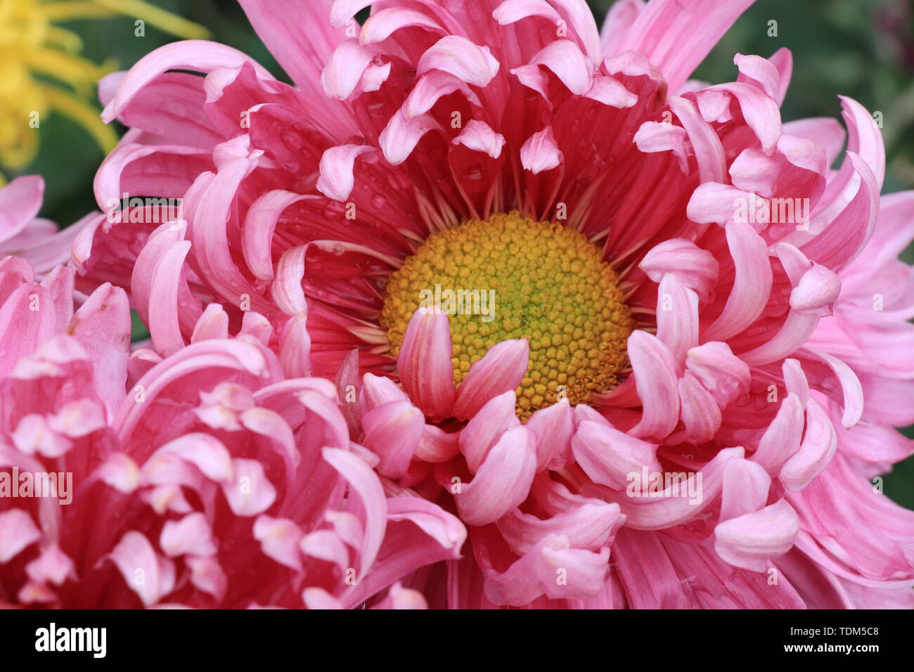 Chrysanthemums grass hi-res stock photography and images - Alamy