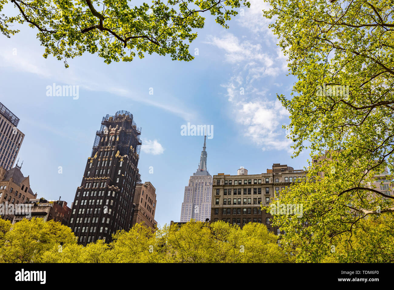 New York, Manhattan downtown, springtime. Skyscrapers perspective view and fresh leaves tree branch against clear blue sky background, low angle view Stock Photo