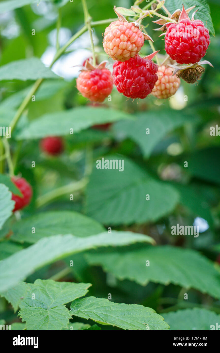 Close up of ripe and unripe raspberries on bush in the summer garden ...