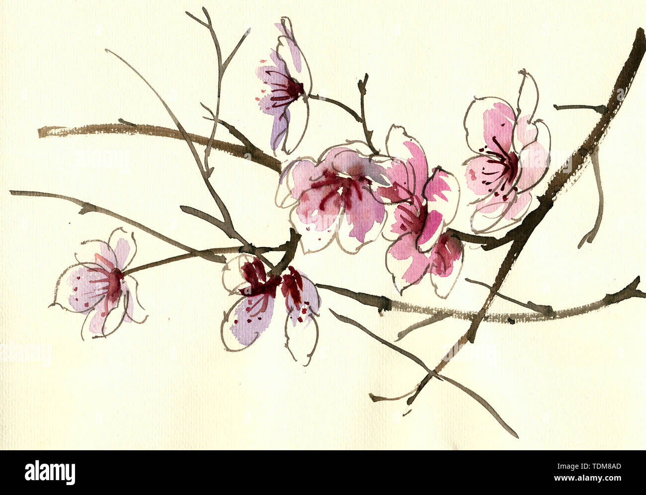 Peach blossom spring spring tree pear blossom apricot flower park natural  scenery watercolor Chinese painting pink hand-painted hook line Stock Photo  - Alamy