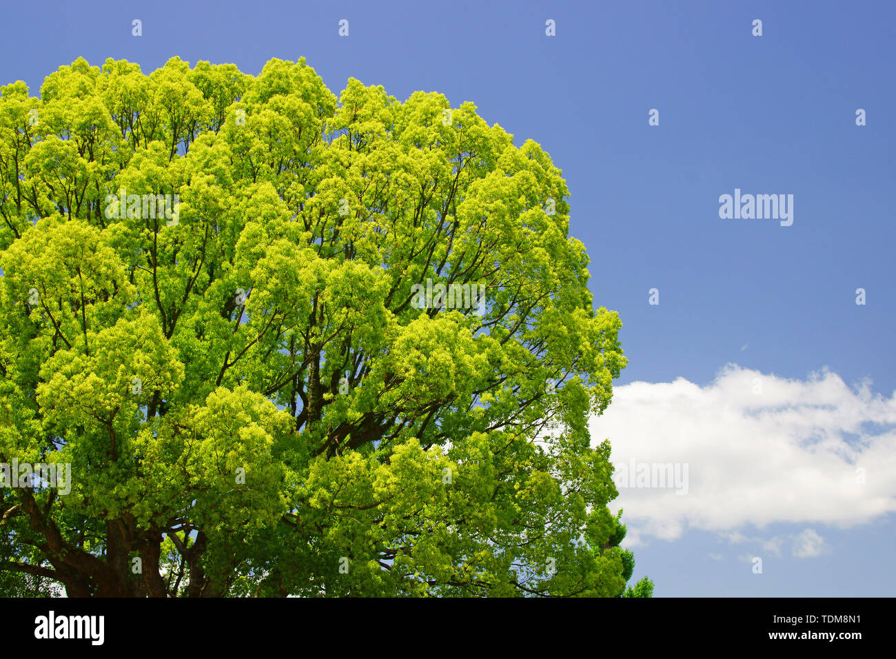 Young leaves of camphor tree Stock Photo