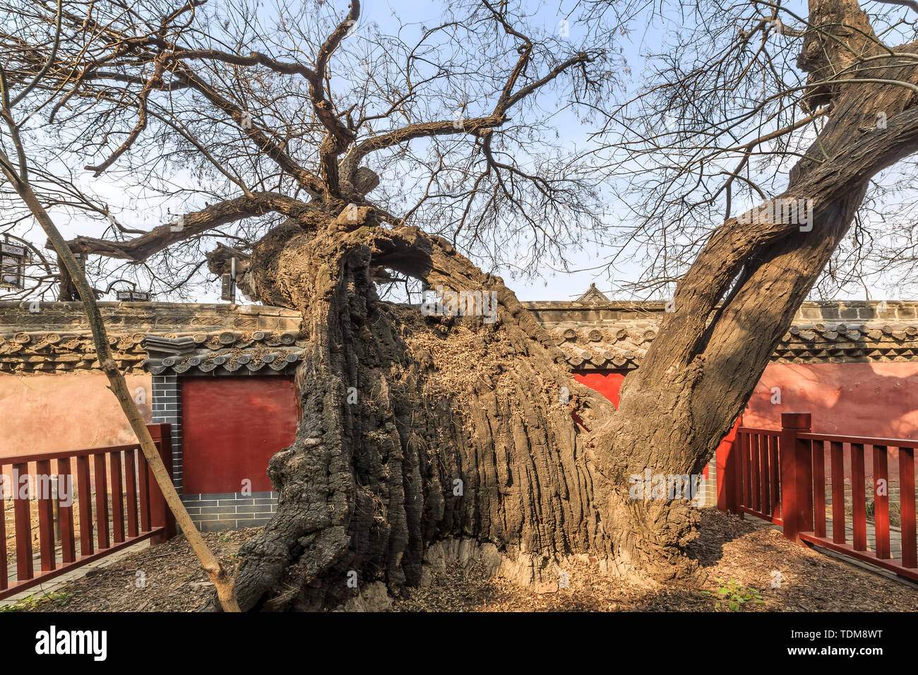 Ancient locust tree in Mengmiao, Zoucheng City, Shandong Province Stock Photo