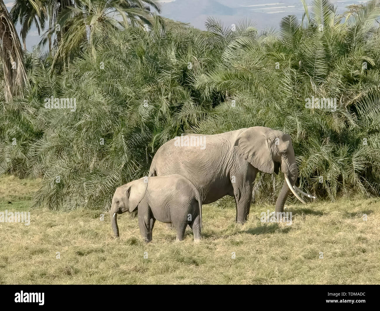 an adult elephant and calf feed on grass in amboseli national park