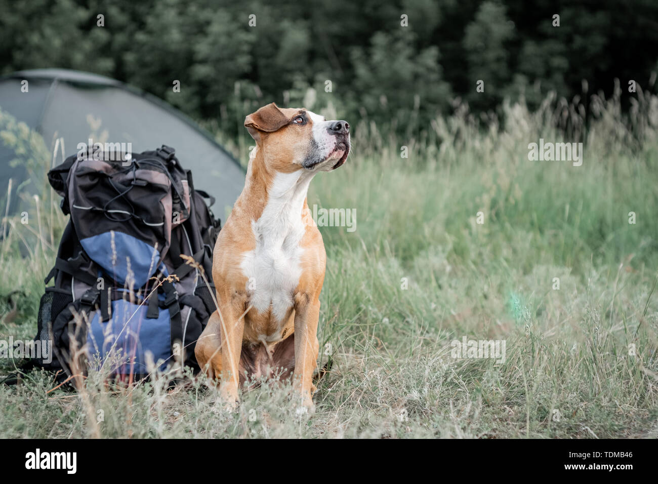 Backpack hiking with a dog: staffordshire terrier sits next to a tourist backpack at a camping site. Adorable domestic pet sits near a large hiking ru Stock Photo