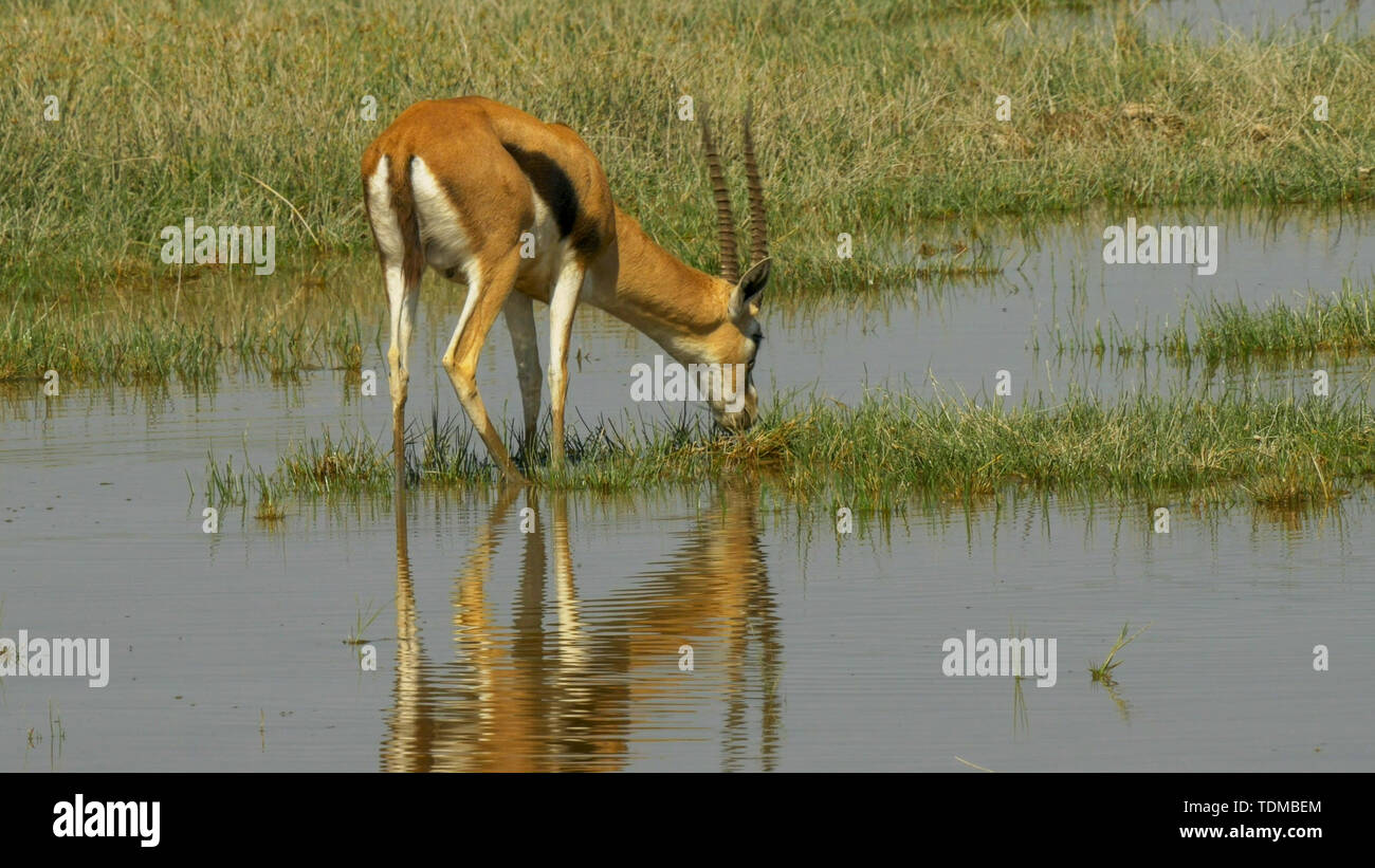 Thomsons gazelle on the african savanna hi-res stock photography and ...