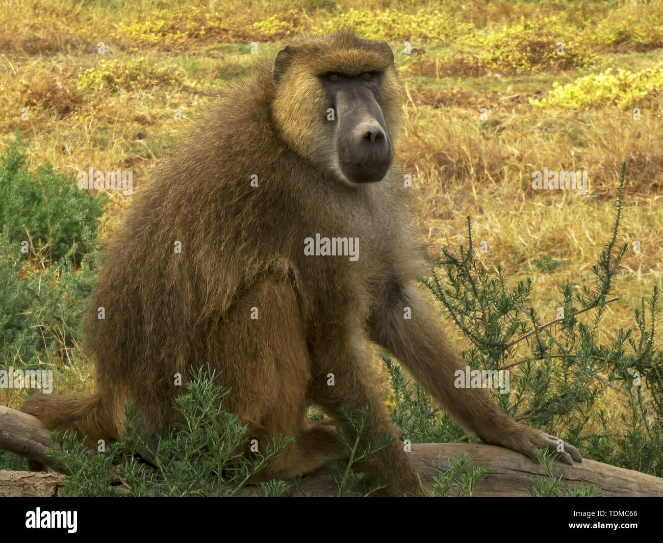 close shot of a yellow baboon sitting at amboseli Stock Photo