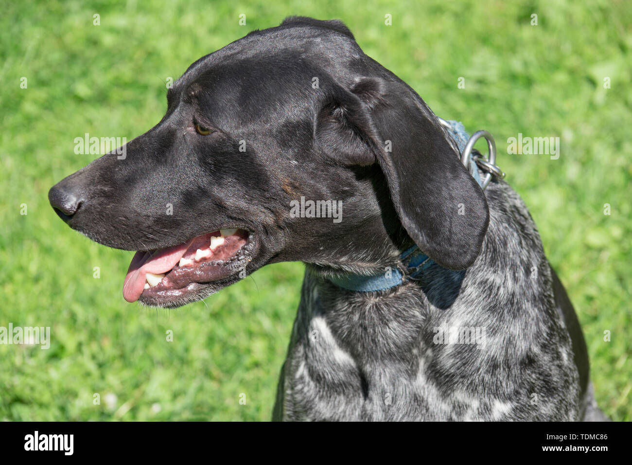 Norwegian half-breed close up. Norwegian sports mestizo. Cross-breed pointer, kurzhaar and greyhound. Sled dog. Pet animals. Stock Photo