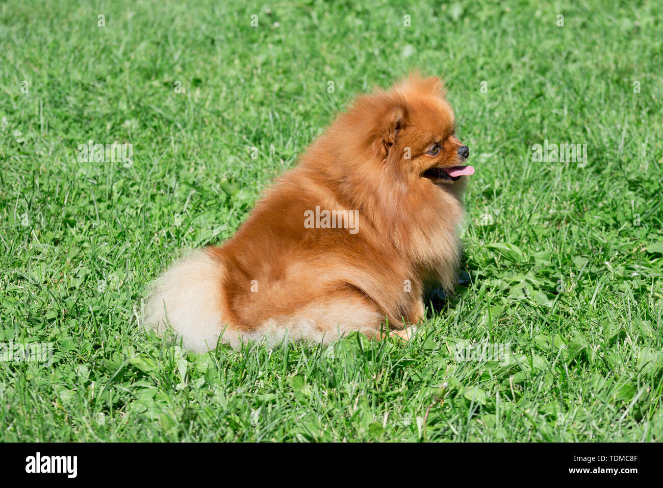 Cute pomeranian spitz puppy is sitting on a spring meadow. Deutscher ...