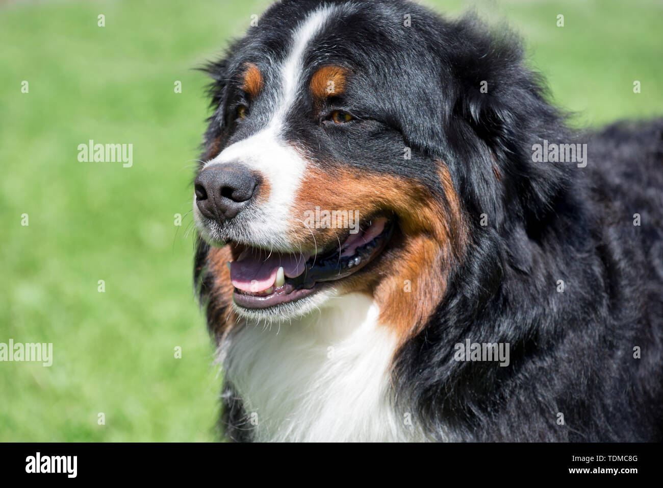 Cute bernese mountain dog puppy is standing on a green meadow. Berner sennenhund or bernese cattle dog. Pet animals. Stock Photo