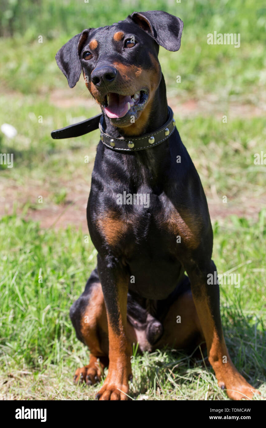 Curious german pinscher puppy is sitting on a green meadow. Pet animals. Purebred dog. Stock Photo
