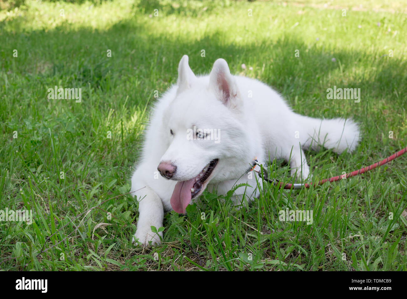 long haired white husky