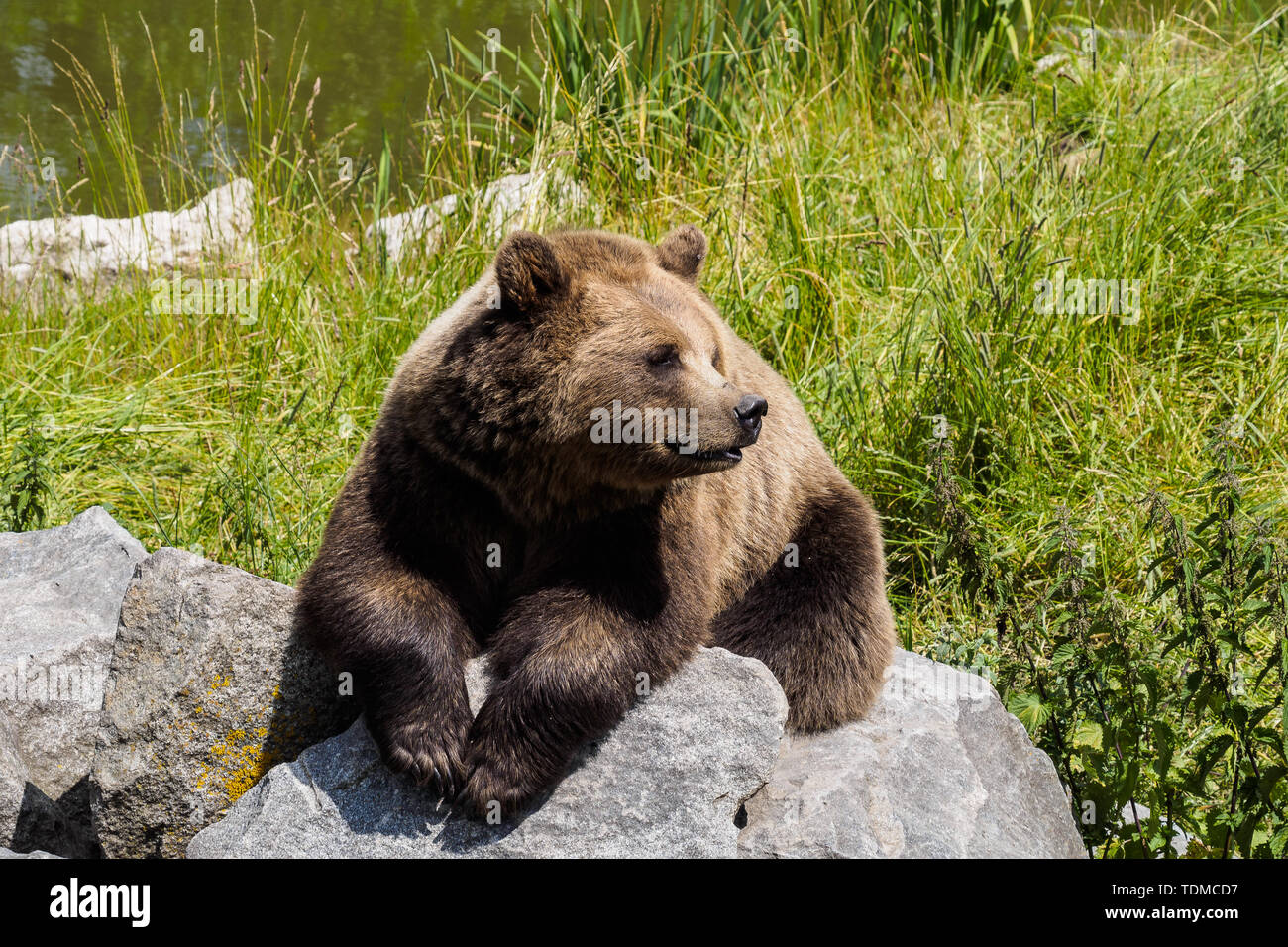 European brown bear, ursus arctos in a park in germany Stock Photo - Alamy