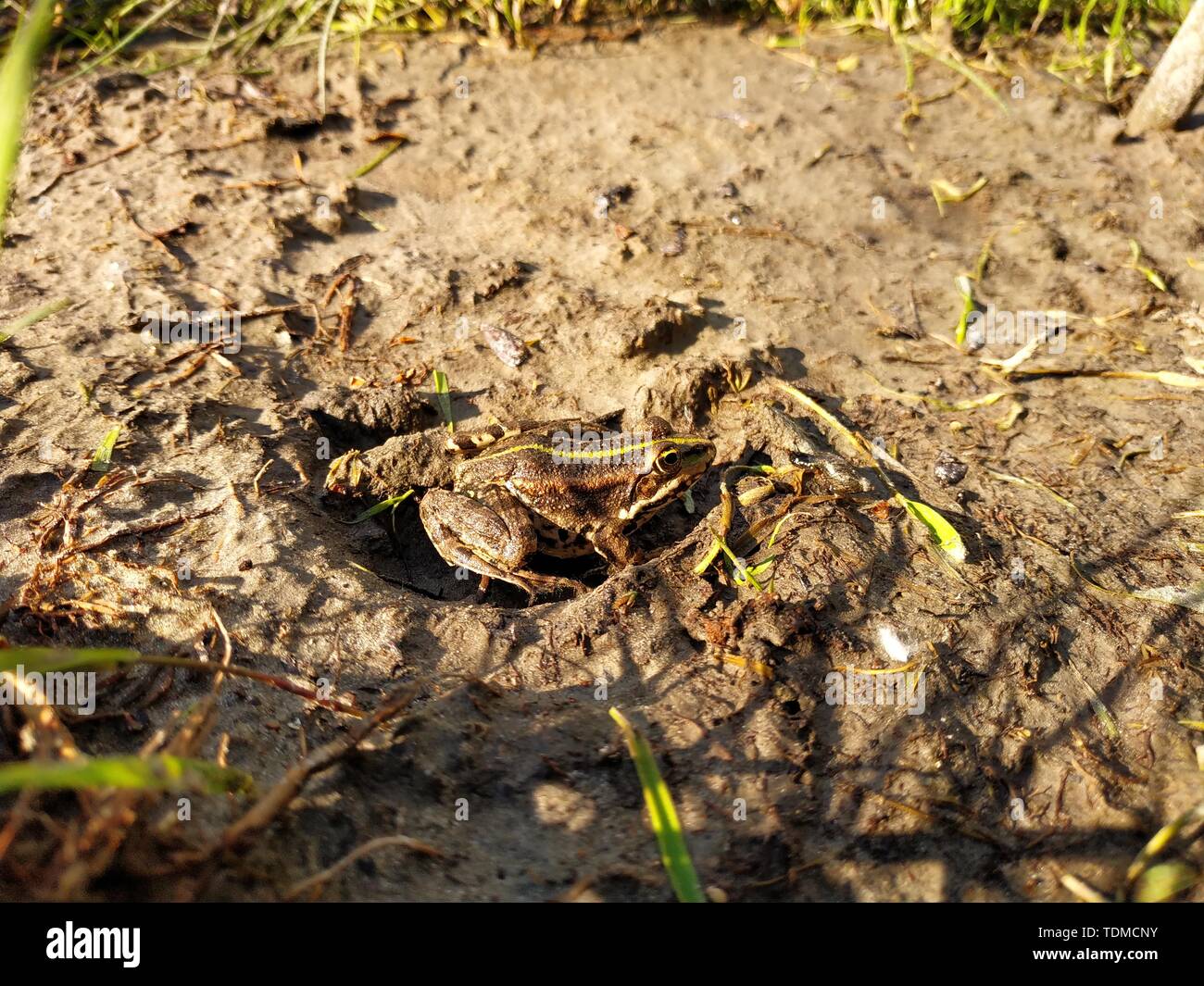 Beautiful little frog. Frog lives in the lake. Closeup. Stock Photo