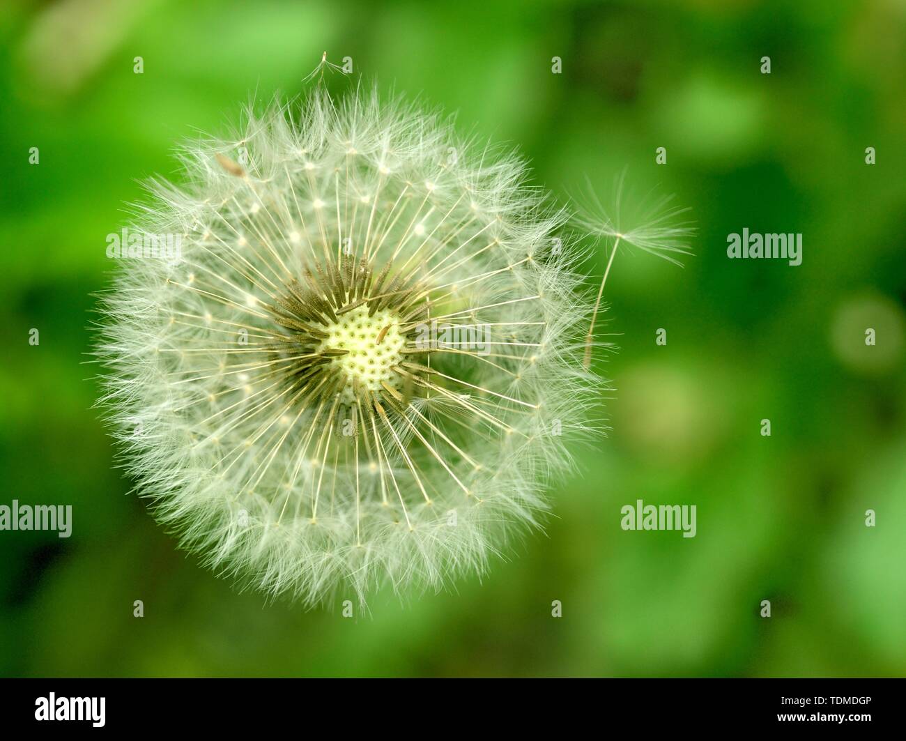 Dandelion and dry meadows hi-res stock photography and images - Alamy