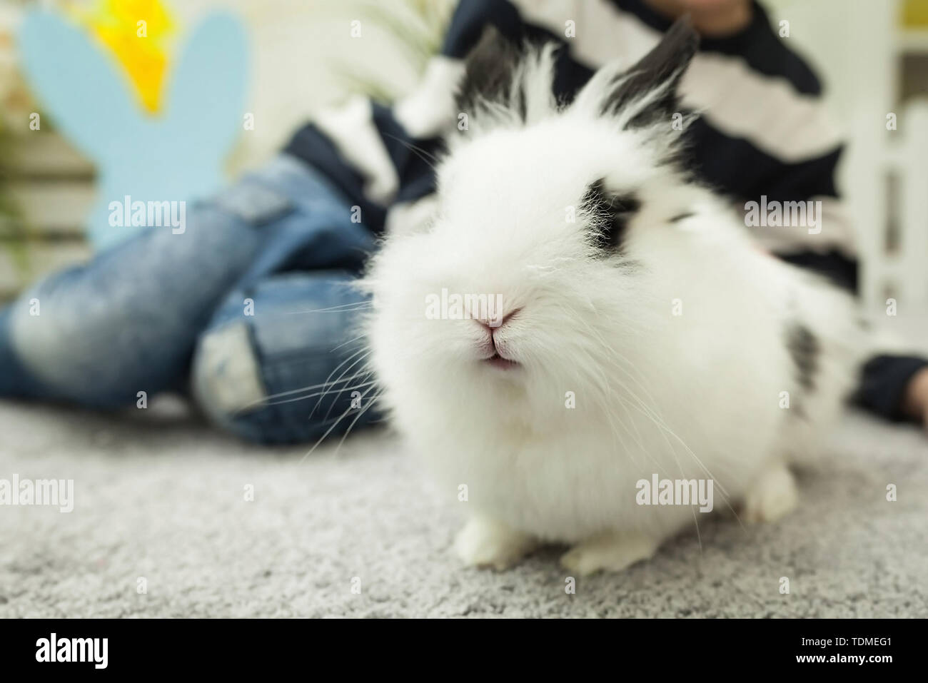 White rabbit with black ears, Children play with a rabbit Stock Photo