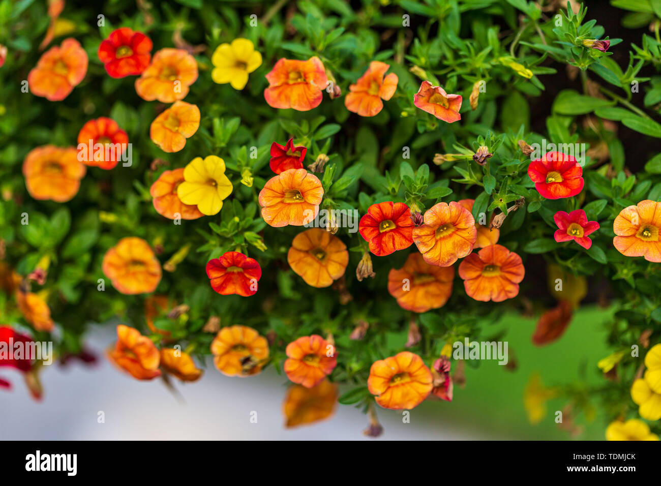 a close up of a hanging basket of million bells flowers Stock Photo