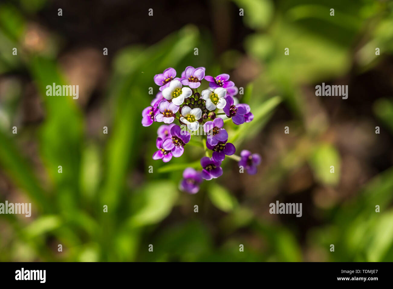 a small cluster of white and purple flowers in the wildflower garden Stock Photo