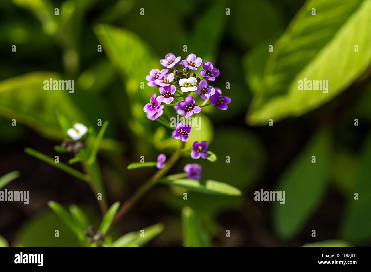 Tiny white flowers in cluster hi-res stock photography and images - Alamy