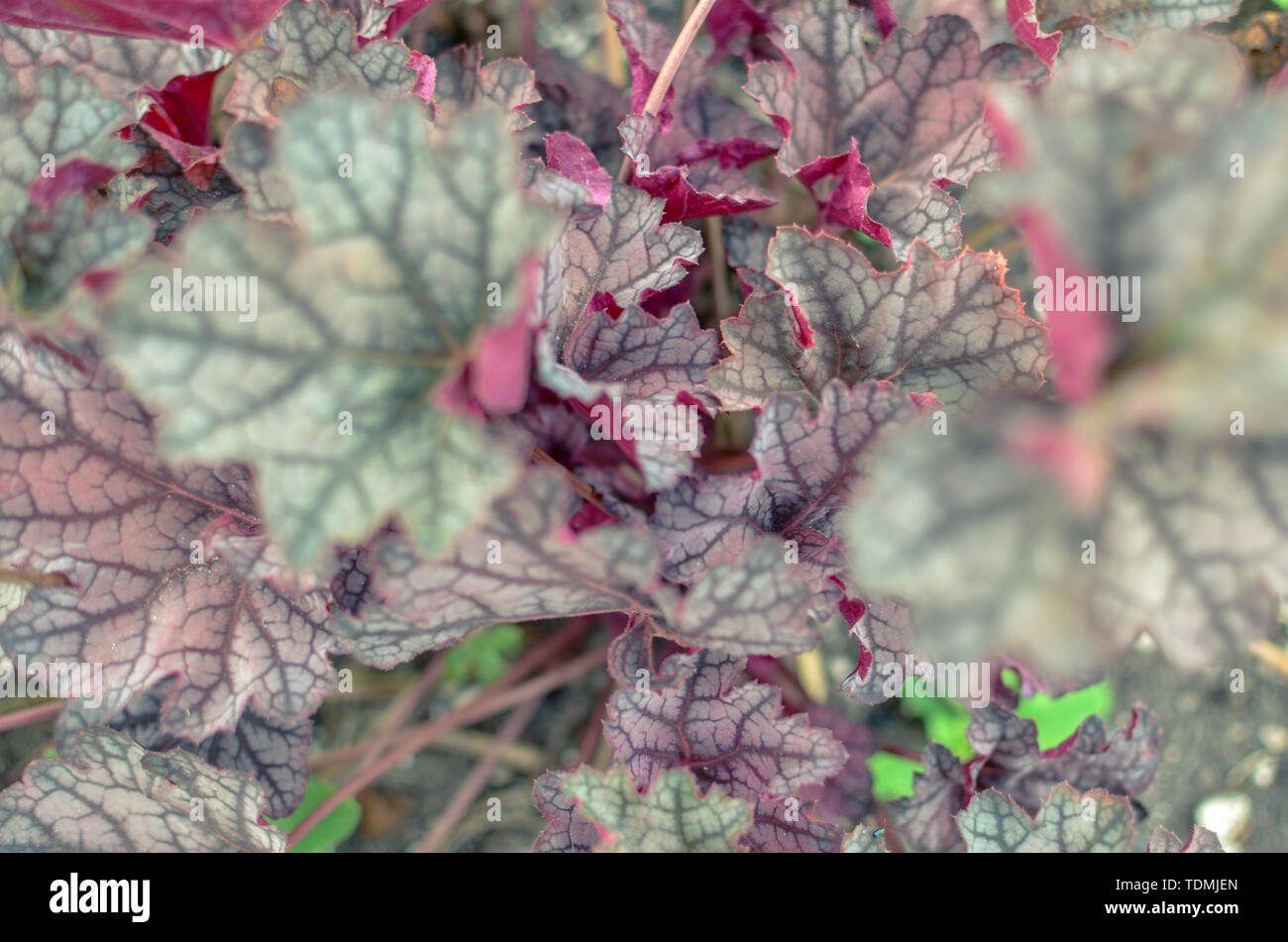 Heuchera micrantha plants with red leaves horizontal Stock Photo