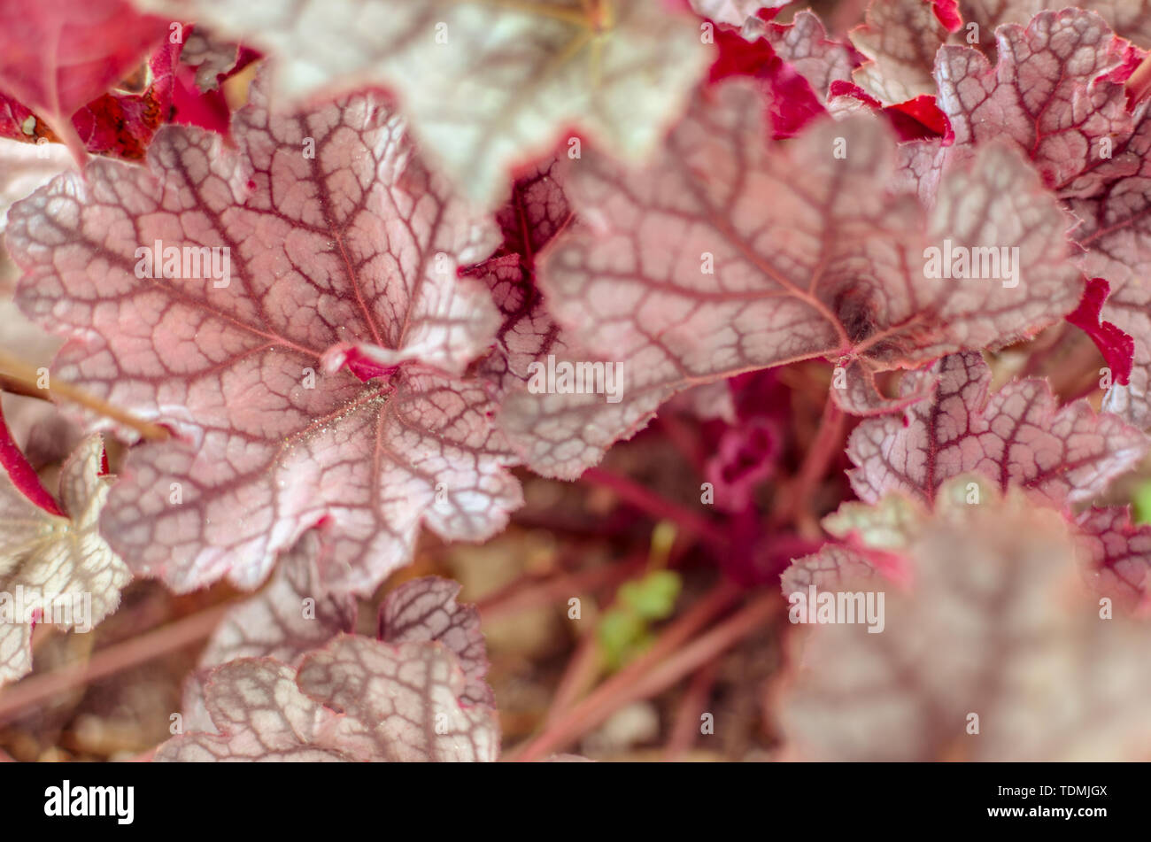 Heuchera micrantha plants with red leaves horizontal Stock Photo
