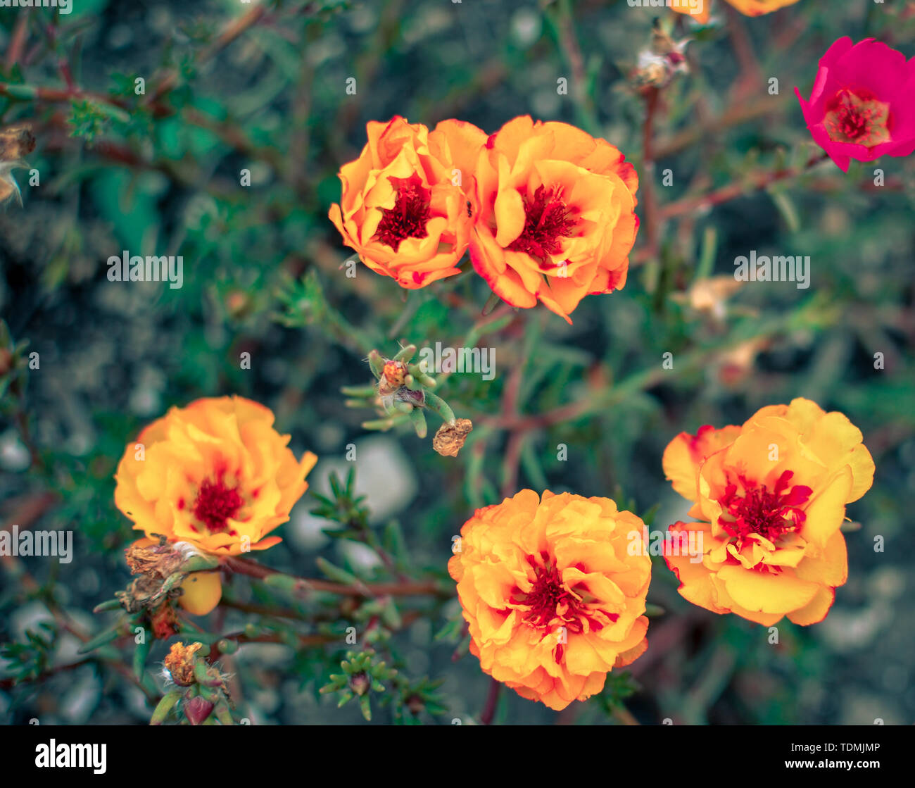 Colorful Purslane flowers in the garden. Moss rose, Portulaca, or Purslane background. Stock Photo