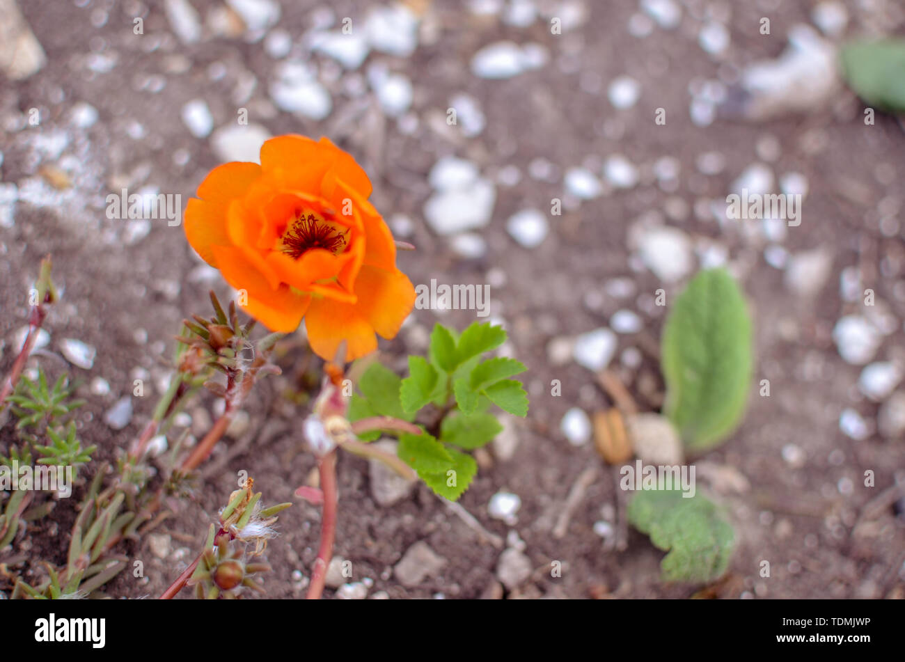 Colorful Purslane flowers in the garden. Moss rose, Portulaca, or Purslane background. Stock Photo