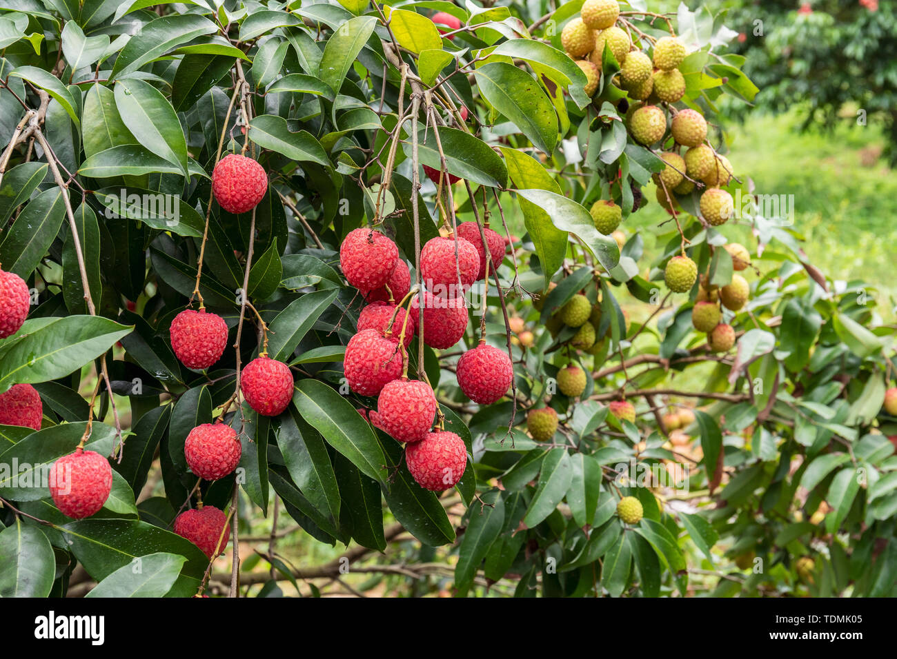 Litchi, Lingnan Jia fruit. Litchi fruit fruit tropical fruit Stock