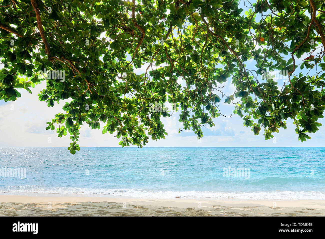 Tropical sea background. Sea, sand and  mangrove tree Stock Photo