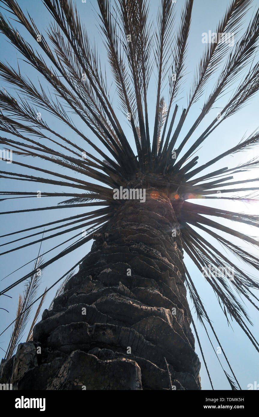 Burning palm trees hires stock photography and images Alamy