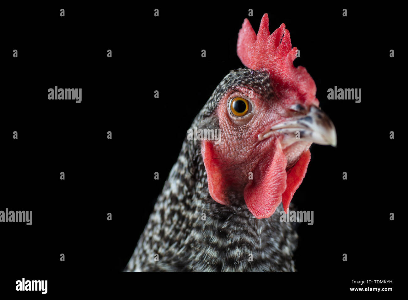 Photographed by Reed Flower Chicken Studios Stock Photo Alamy