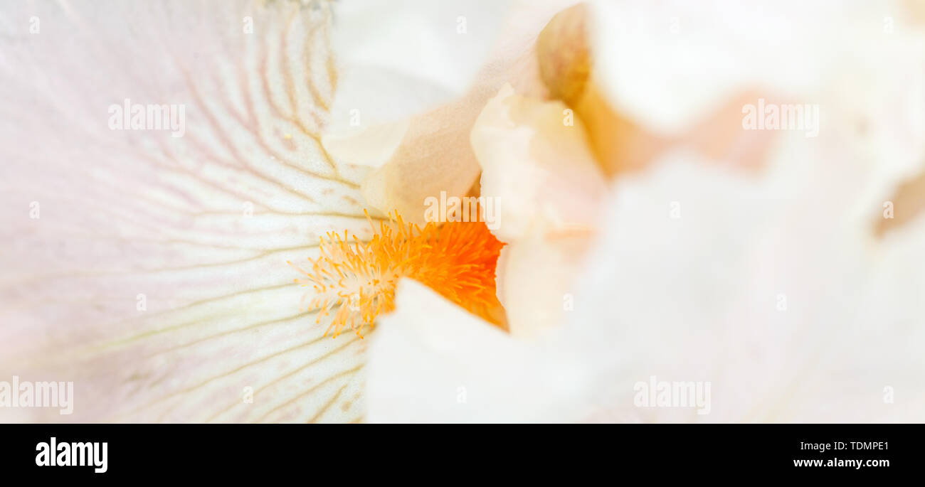 Soft pink petal of iris flower close-up, floral background. Shallow depth of field. Stock Photo