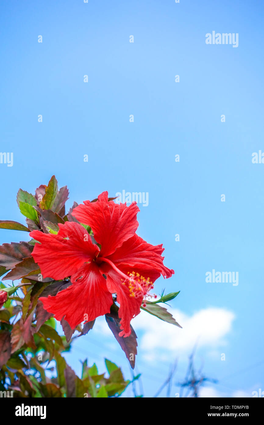 Blue sky and Hibiscus Stock Photo - Alamy