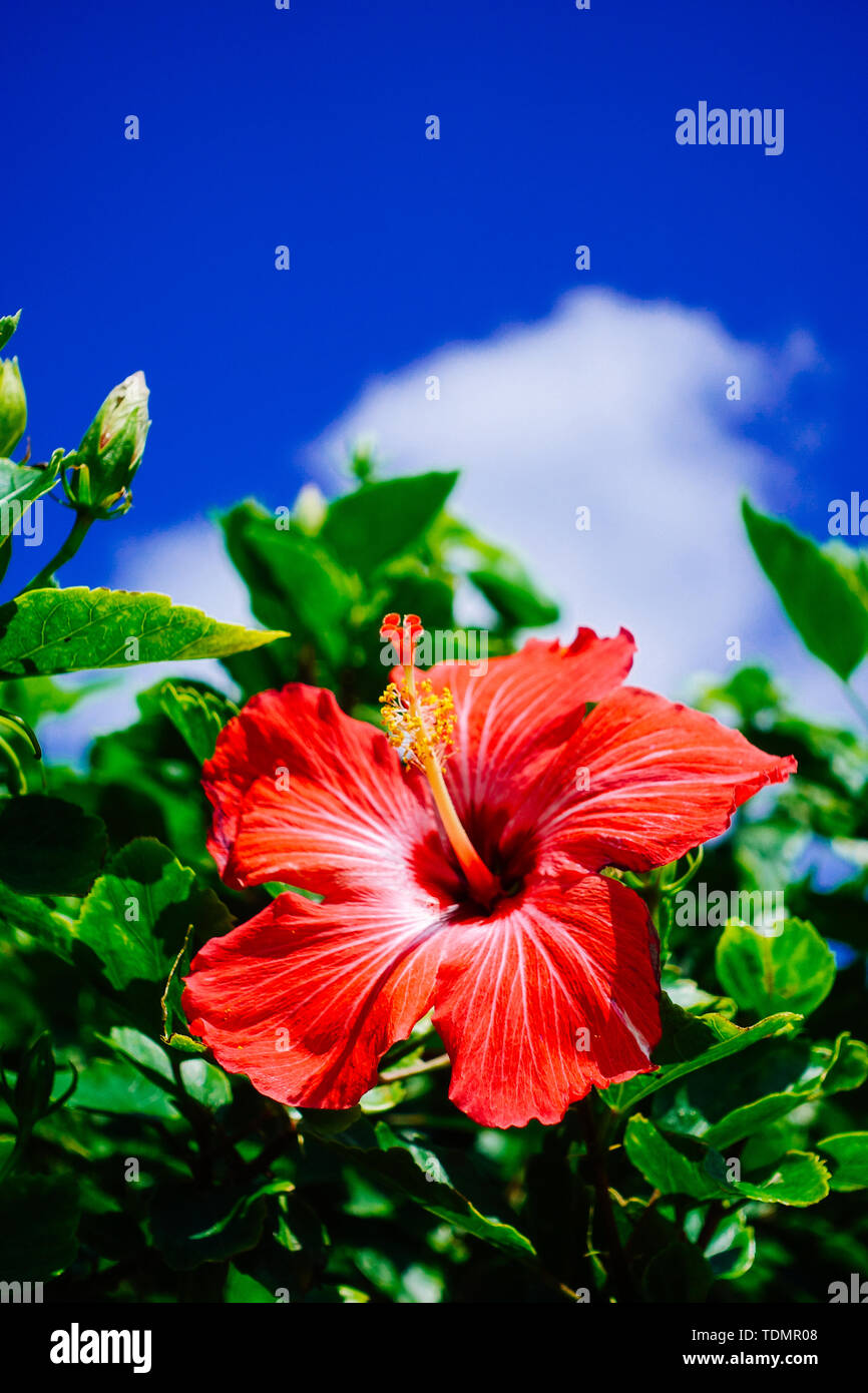 Blue sky and Hibiscus Stock Photo - Alamy