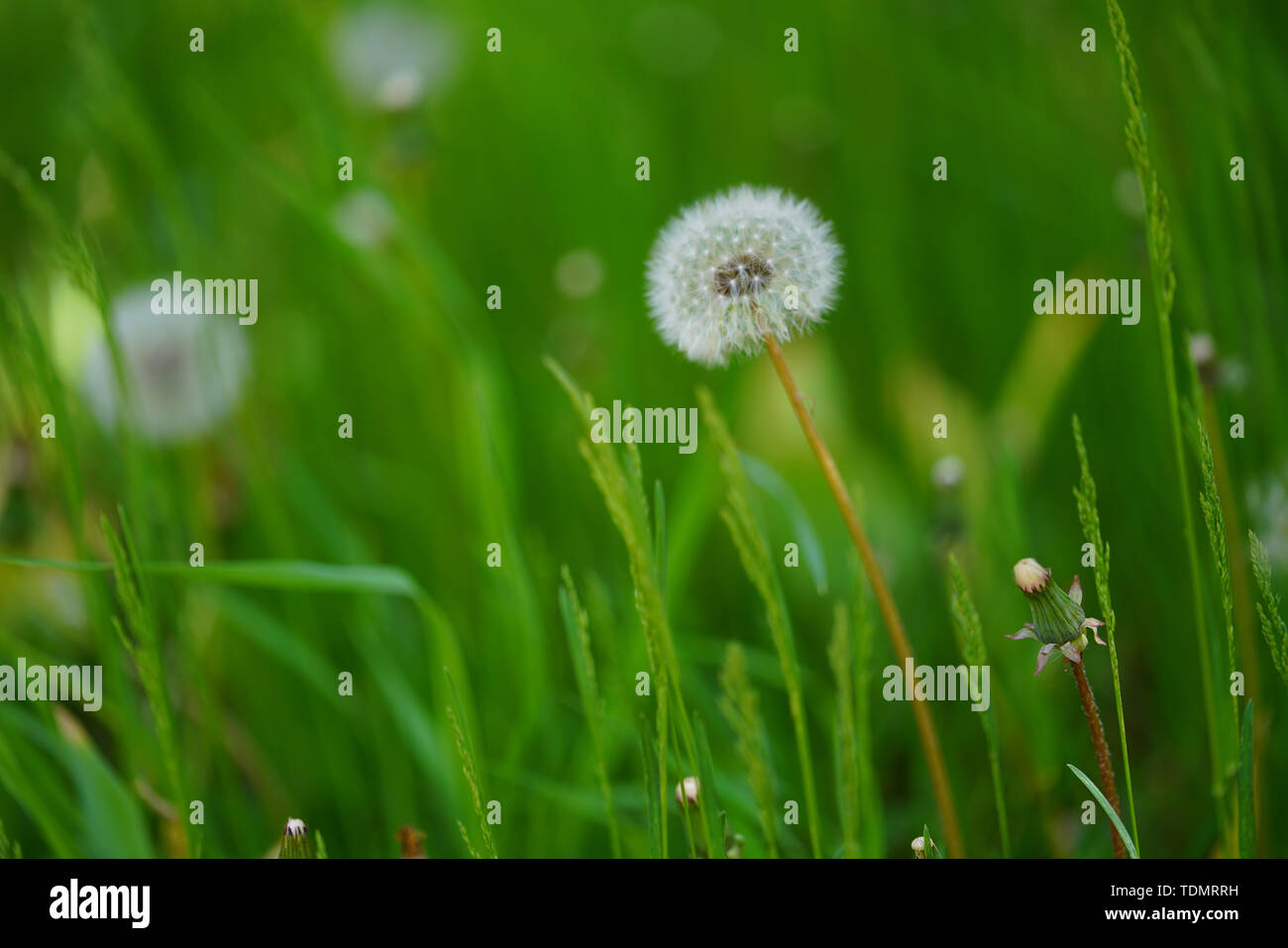 White fluff dandelion flower hi-res stock photography and images - Alamy