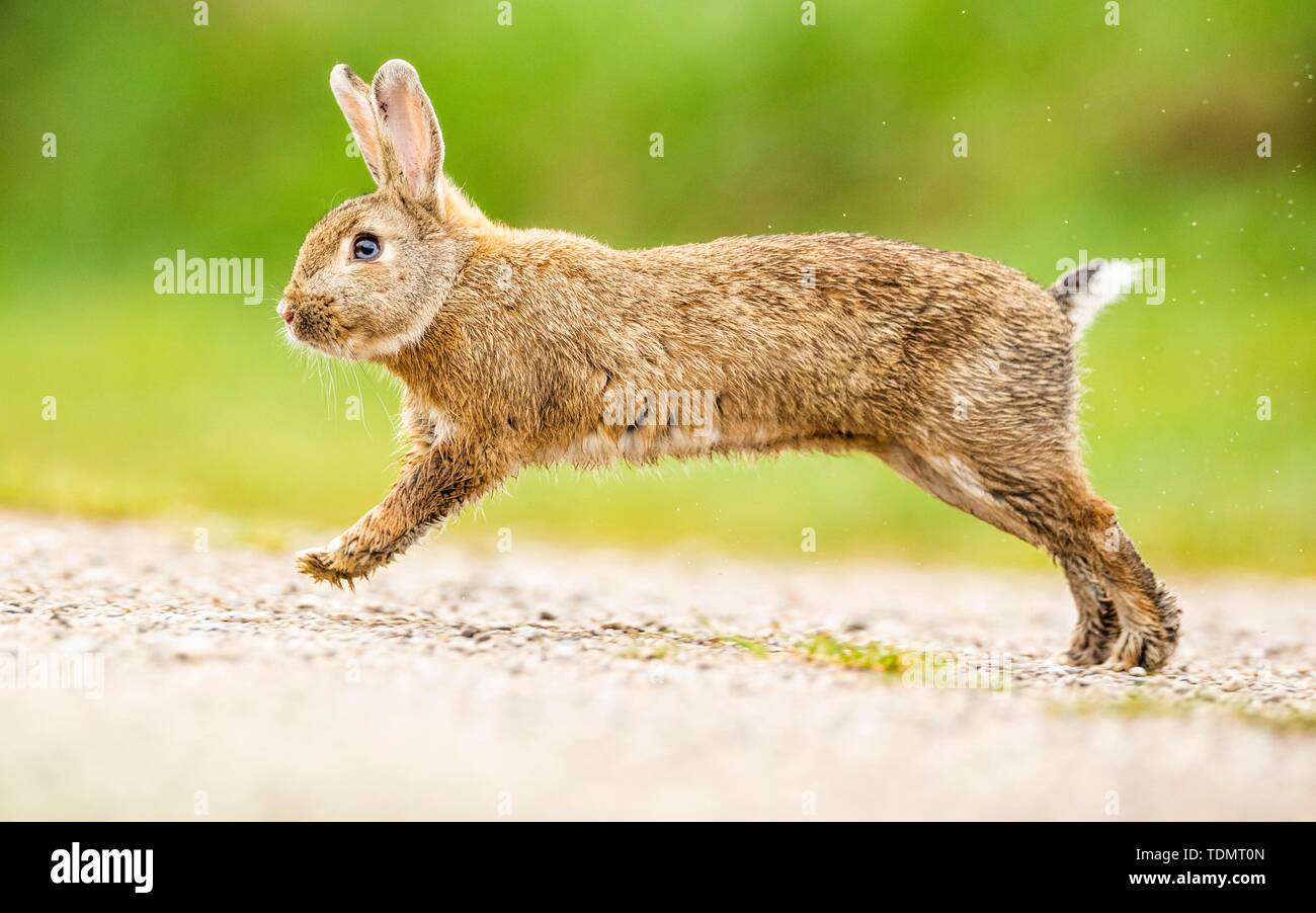 European rabbit (Oryctolagus cuniculus) hopping over a path, Lower Austria, Austria Stock Photo