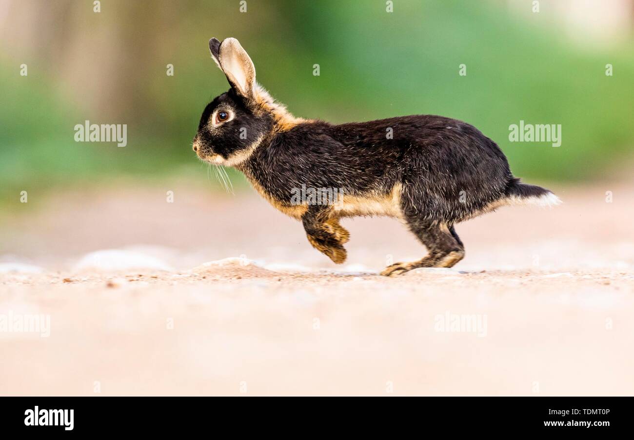 European rabbit (Oryctolagus cuniculus), crossing with Domestic rabbit (Oryctolagus cuniculus forma domestica) hopping over a path, Lower Austria Stock Photo