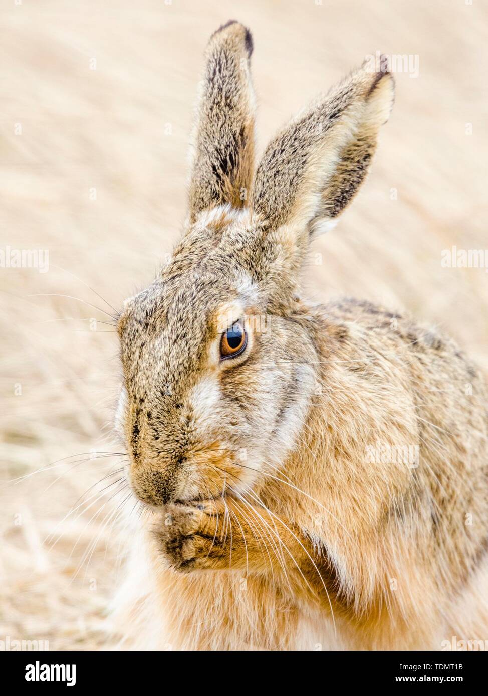 European hare (Lepus europaeus) cleaning up, Burgenland, Austria Stock Photo