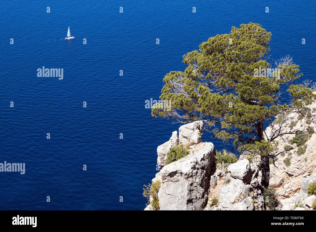 Aleppo Pine (Pinus halepensis) grows on a rock in front of blue sea, behind a sailboat, near Sant Elm, Majorca, Balearic Islands, Spain Stock Photo