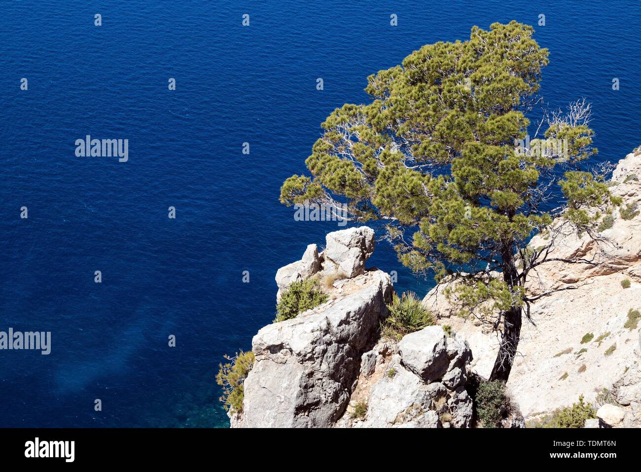 Aleppo Pine (Pinus halepensis) grows on a rock in front of blue sea, near Sant Elm, Majorca, Balearic Islands, Spain Stock Photo