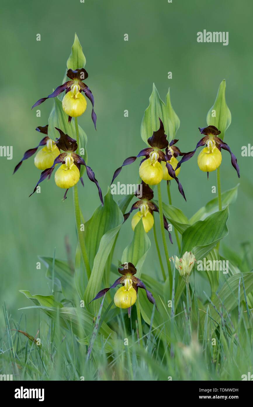 Yellow lady's slipper orchid (Cypripedium calceolus), several flowers in a meadow, biosphere area Swabian Alb, Baden-Wurttemberg, Germany Stock Photo