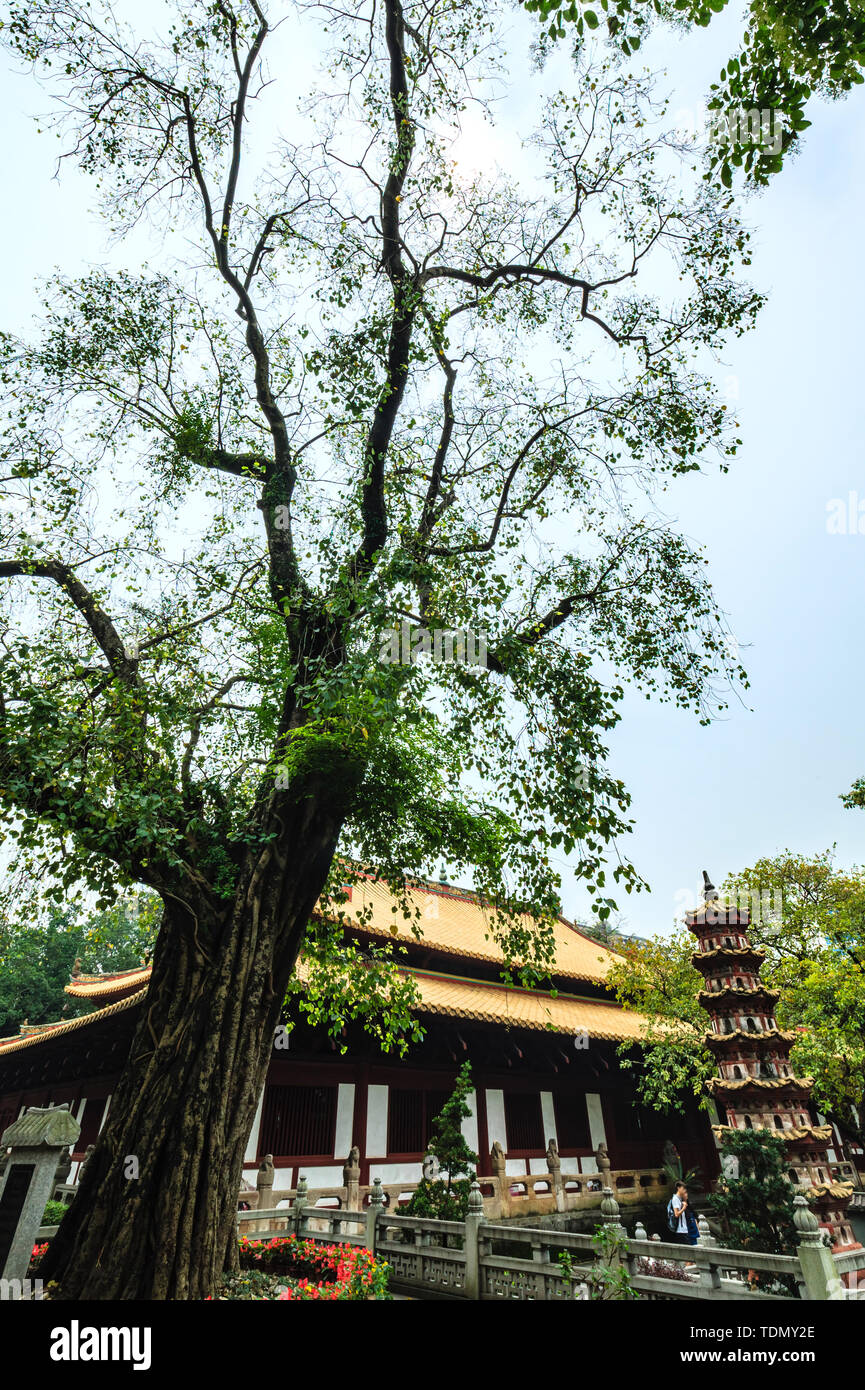 Bodhi Tree, Guangxiao Temple, Guangzhou Stock Photo