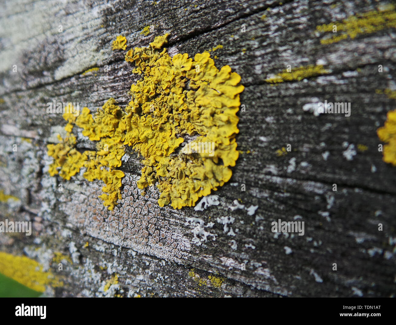 A patch of yellow lichen growing on an ancient piece of wood Stock