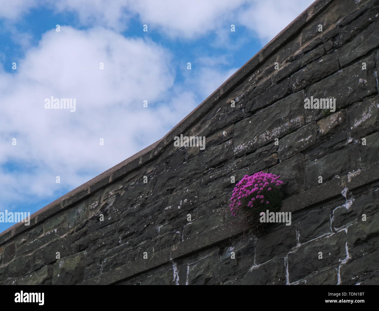 Purple flowers growing on wall hi-res stock photography and images - Alamy