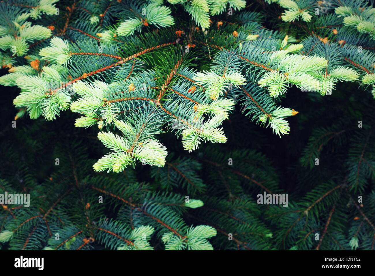 Vintage photo of branch fir-tree ( Colorado Spruce) Stock Photo
