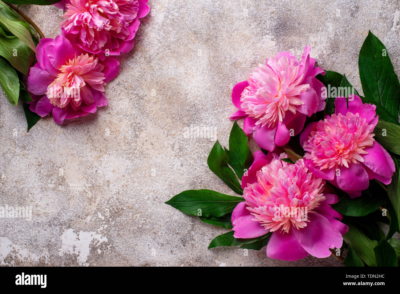 Pink peony flowers on light background Stock Photo - Alamy
