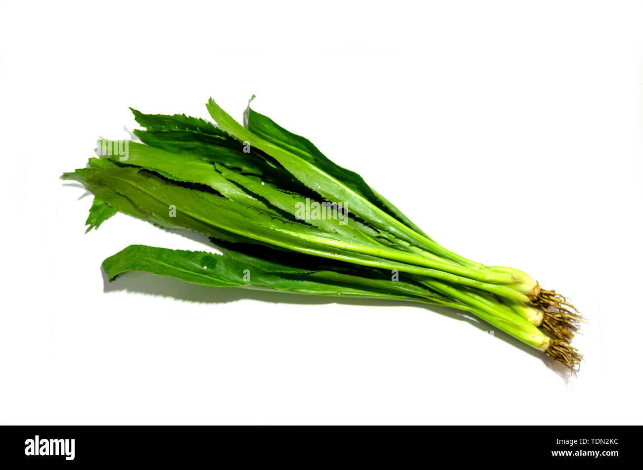 Long coriander hires stock photography and images Alamy